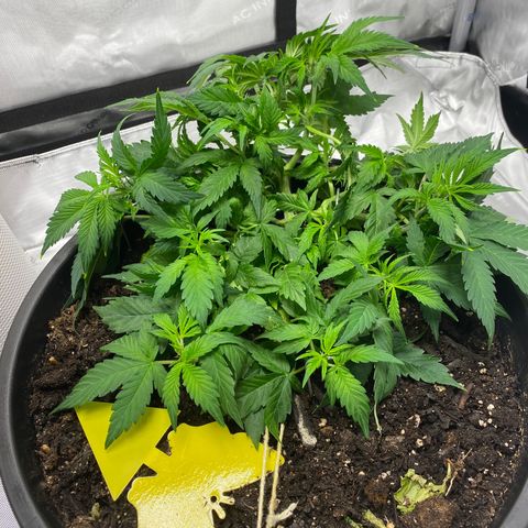 Sabrina growlog timeline photo