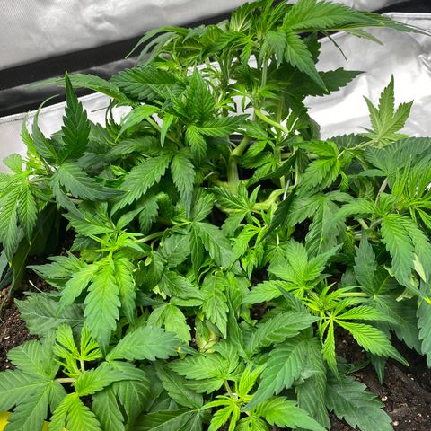 Sabrina growlog timeline photo