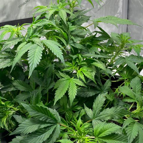 Sabrina growlog timeline photo