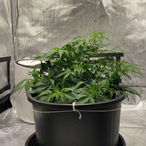 Sabrina growlog timeline photo