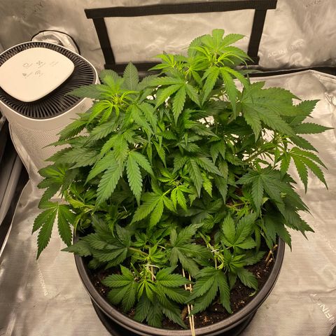 Sabrina growlog timeline photo