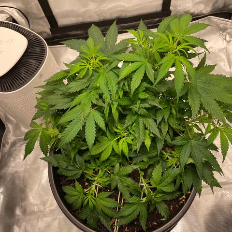 Sabrina growlog timeline photo