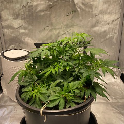 Sabrina growlog timeline photo