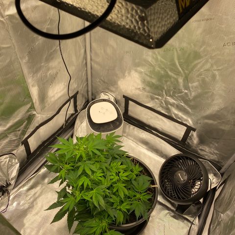Sabrina growlog timeline photo