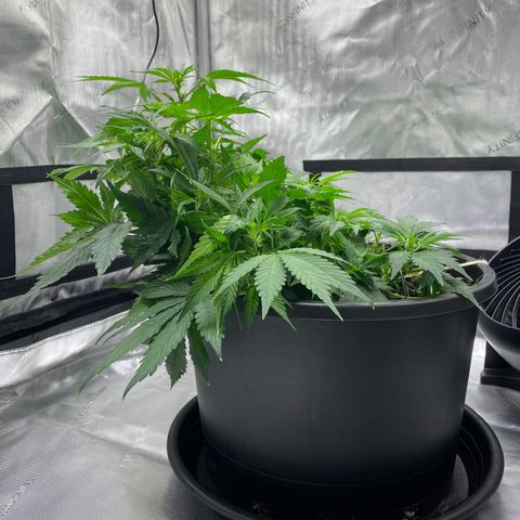 Sabrina growlog timeline photo