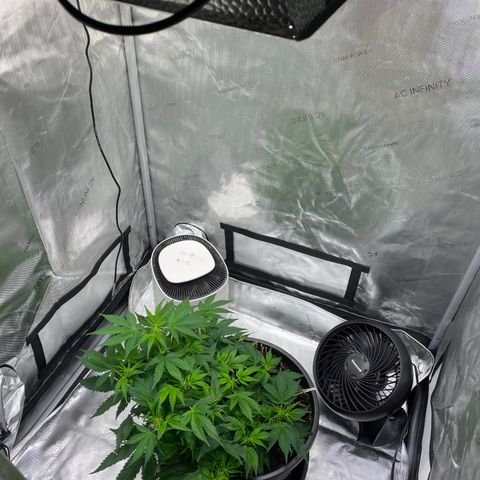 Sabrina growlog timeline photo