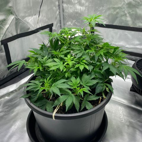 Sabrina growlog timeline photo