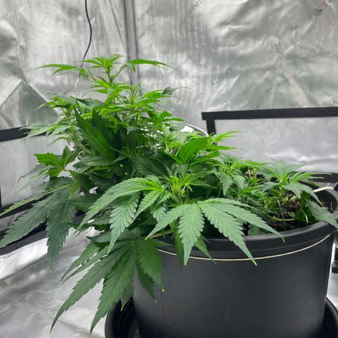 Sabrina growlog timeline photo