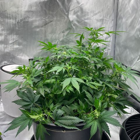 Sabrina growlog timeline photo