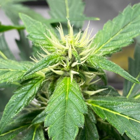 Sabrina growlog timeline photo