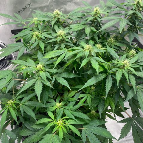 Sabrina growlog timeline photo