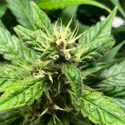 Sabrina growlog timeline photo