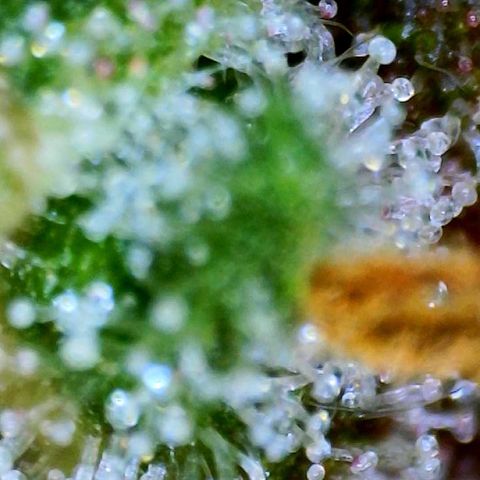 Sabrina growlog timeline photo