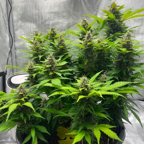 Sabrina growlog timeline photo