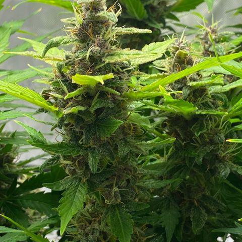 Sabrina growlog timeline photo