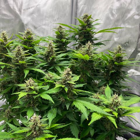 Sabrina growlog timeline photo
