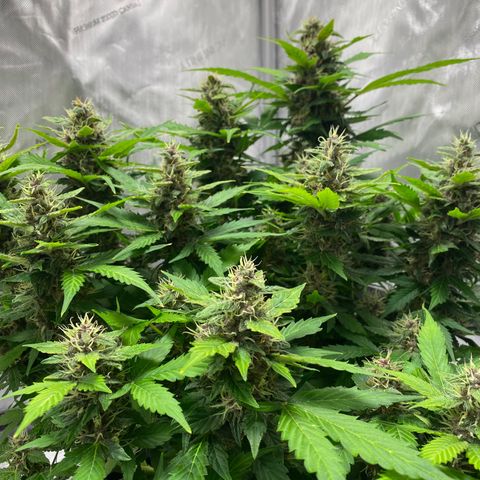 Sabrina growlog timeline photo