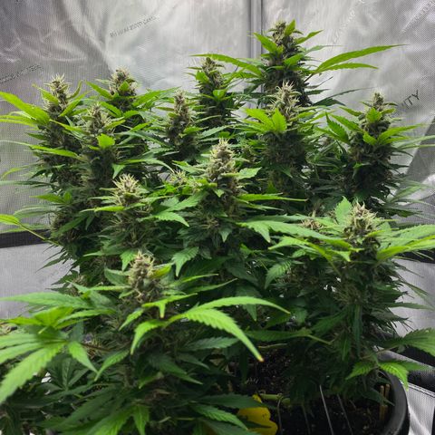 Sabrina growlog timeline photo