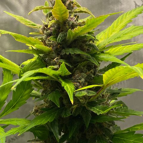 Sabrina growlog timeline photo