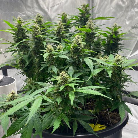 Sabrina growlog timeline photo