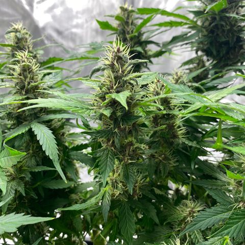Sabrina growlog timeline photo