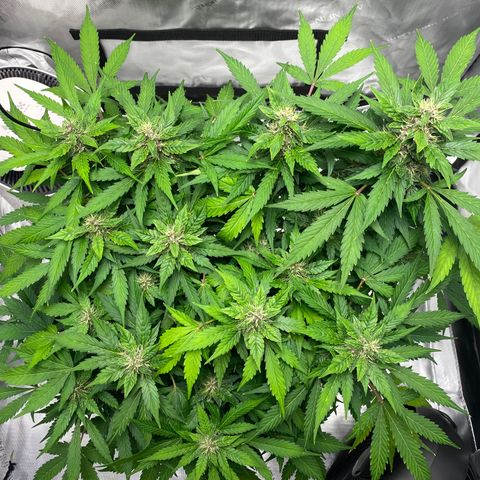 Sabrina growlog timeline photo