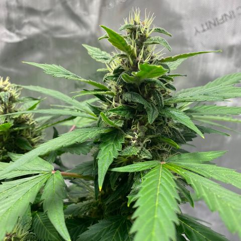 Sabrina growlog timeline photo