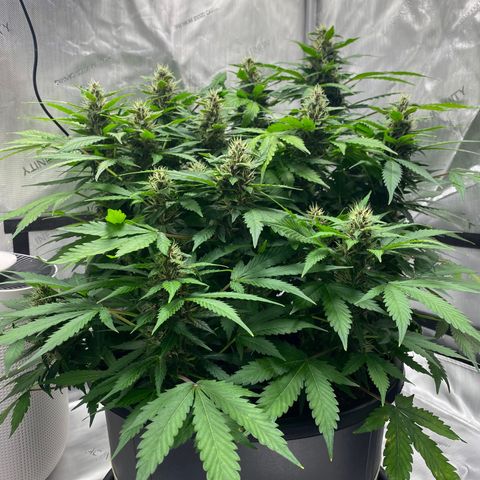 Sabrina growlog timeline photo