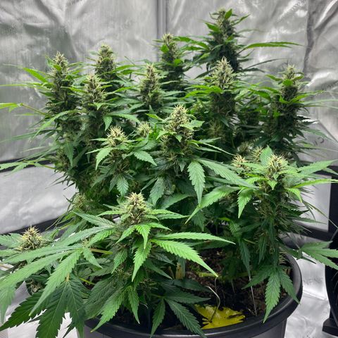 Sabrina growlog timeline photo