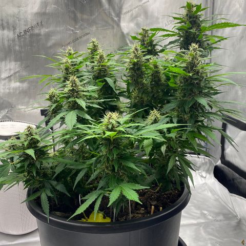 Sabrina growlog timeline photo