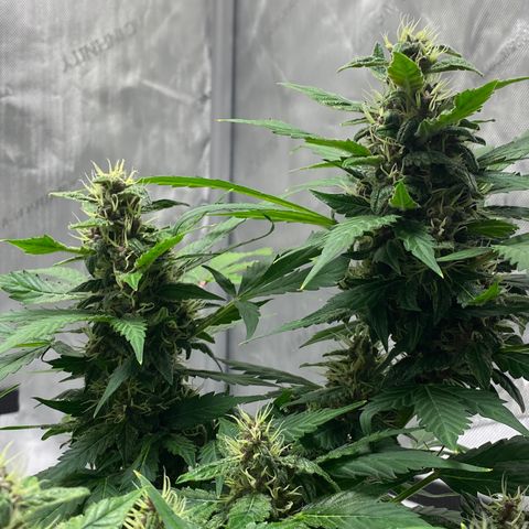 Sabrina growlog timeline photo