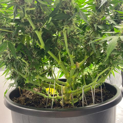 Sabrina growlog timeline photo