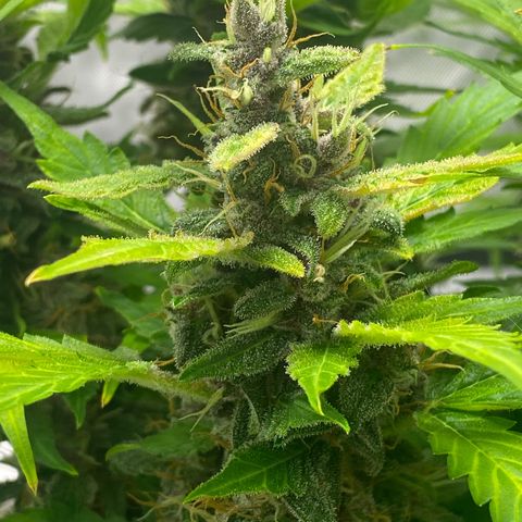 Sabrina growlog timeline photo