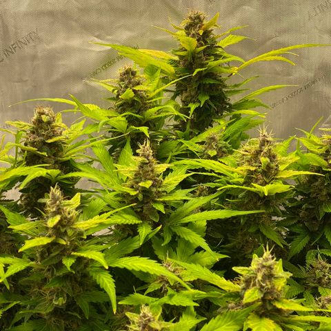 Sabrina growlog timeline photo