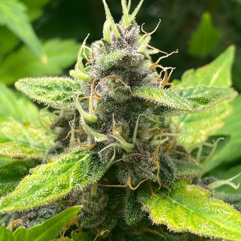Sabrina growlog timeline photo