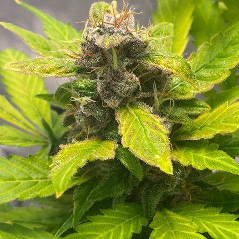 Sabrina growlog timeline photo
