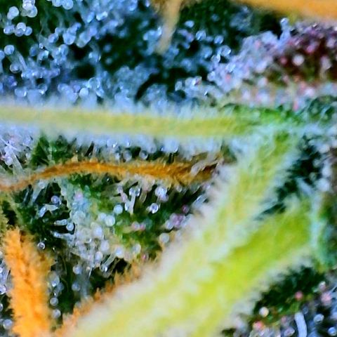 Sabrina growlog timeline photo