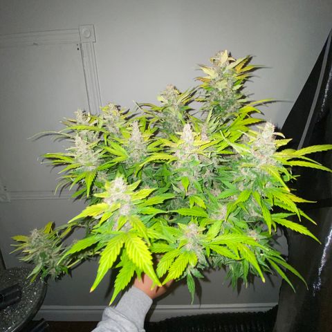 Sabrina growlog timeline photo