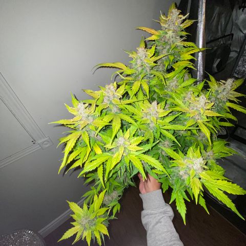 Sabrina growlog timeline photo