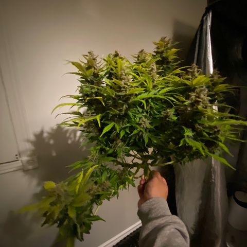 Sabrina growlog timeline photo