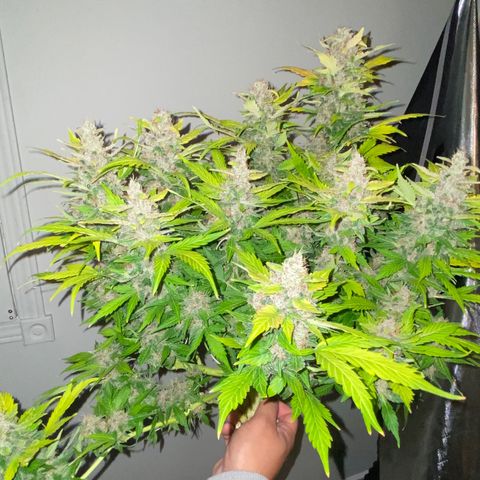 Sabrina growlog timeline photo