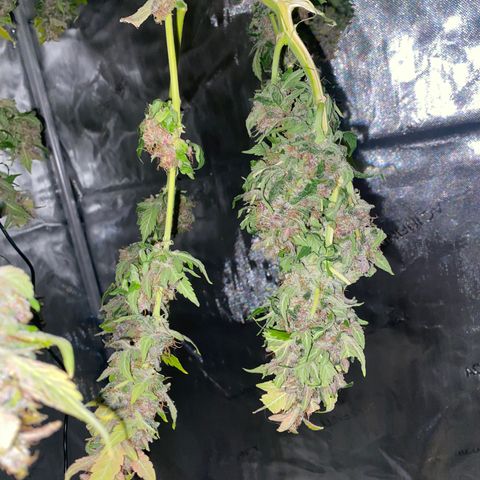 Sabrina growlog timeline photo