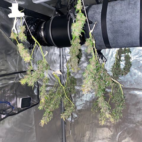 Sabrina growlog timeline photo