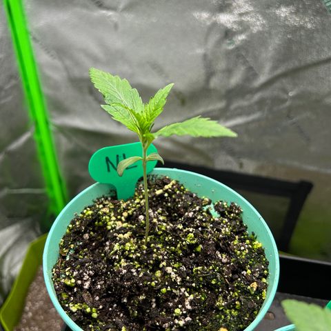Aurora  growlog timeline photo