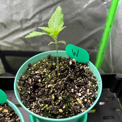 Felipe growlog timeline photo