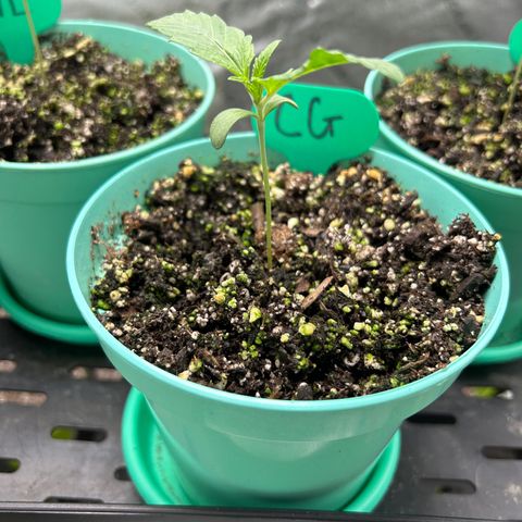 Sandy growlog timeline photo