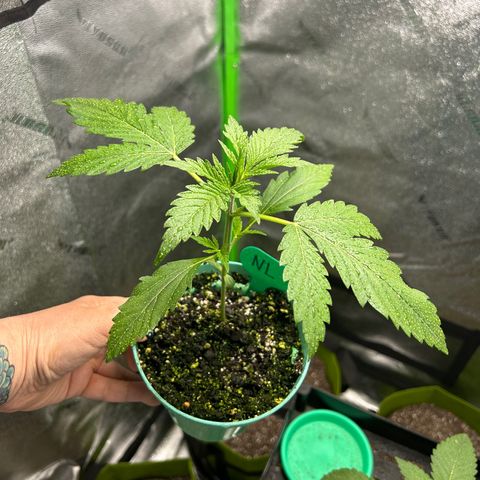 Aurora  growlog timeline photo