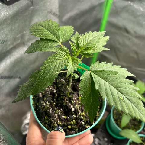 Felipe growlog timeline photo