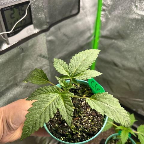 Sandy growlog timeline photo