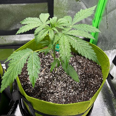 Aurora  growlog timeline photo